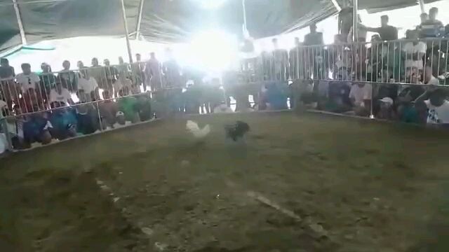 win pula akin,, son ofmy potot potot 3x winner,,