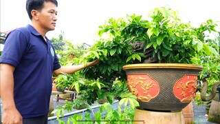 mai vàng bonsai , cách nuôi mai vàng giai đoạn giữa năm