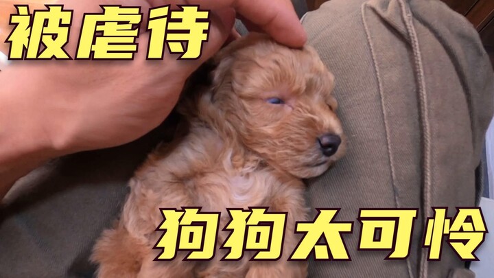 Chú cún chưa đầy tháng bị bạo hành ở cửa hàng thú cưng: cho ăn hạt khi chưa mọc răng, toàn thân đầy 