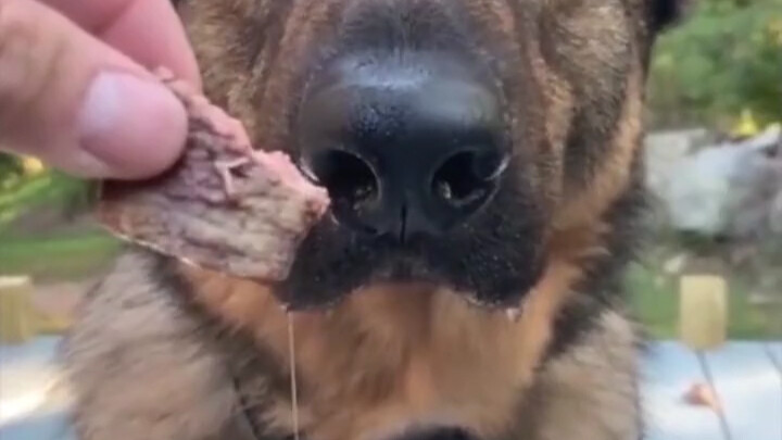 Please don't do this, I'm really not hungry. Police dogs must be able to face temptation in order to