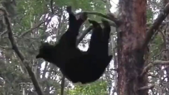 Hóa ra gấu leo cây giỏi đến thế à? Bị gấu rượt thì tuyệt đối không được leo cây!