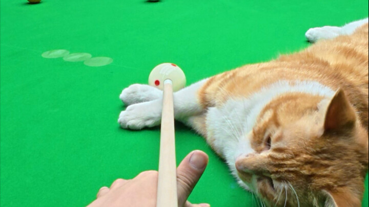小橘子会走位啦