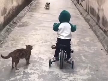 Cat Lover TV: The Brave Hairs