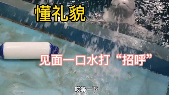 Dendam mencuri air sudah tak bisa dilupakan! Berpura-pura tidak mendengar saat berbicara dengan paus