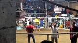 DIPOLOG cockpit arena 4 cock derby (fourth fight) win👌