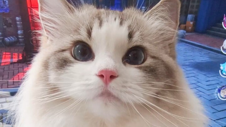 Đừng dùng chuột nữa, hãy dùng “mèo tiêu” đi