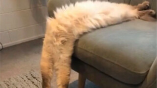 Các dạng khác nhau của mèo, rốt cuộc mèo được làm từ cái gì?