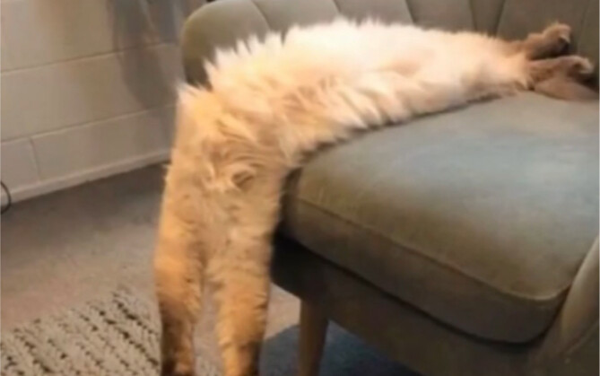 Berbagai bentuk kucing, sebenarnya dari apa kucing itu terbuat?