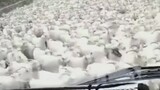 Khi người lái xe gặp một đàn cừu lớn trên đường ~