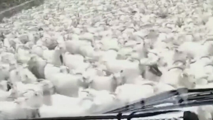 Saat pengemudi bertemu dengan sekelompok besar domba di jalan~