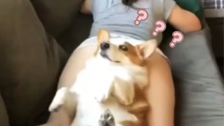 《Giải thưởng Hành vi Động vật 250》