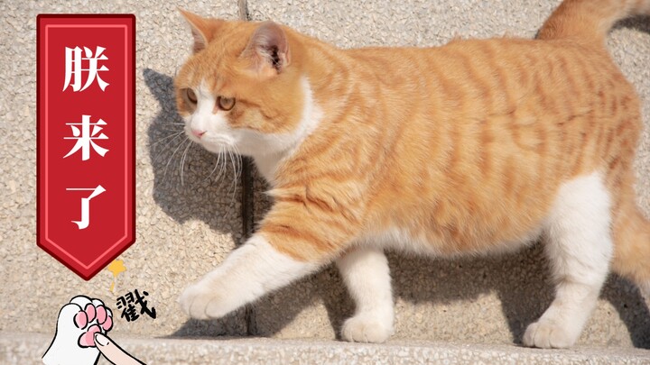 [Harbin Engineering University’s Cats] The moment the cats sprint toward the camera… can you handle 
