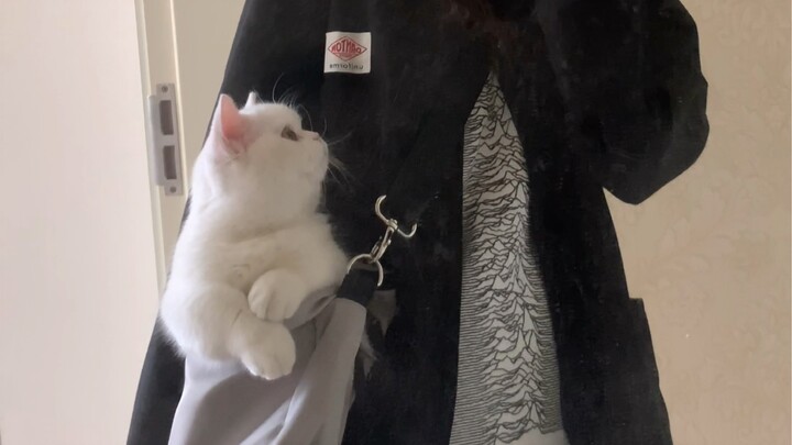 เรื่องพาแมวติดแม่ออกไปข้างนอกแล้วเจอสายลมปีศาจ