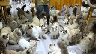 Cat Doesn't Care has added "Two Fierce Generals" again