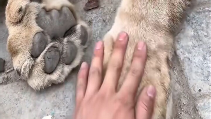 Định luật “Móng mèo ở trên”? Tôi nhất định không!