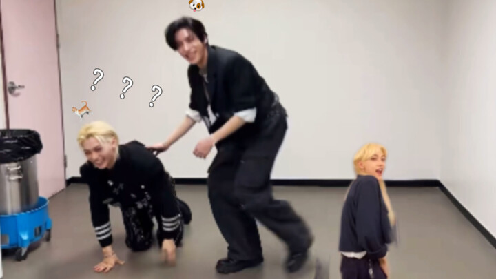 【Felix&Jake】两个颠公？！bushi🤣 ｜ 新概念猫狗😆｜cha的好pabo( ´▽｀