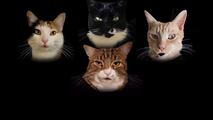 บทเพลงบูมเมเรียนแคทโซดี - โบฮีเมียนแคทโซดี เพลงล้อเลียนแนวแรปโซดีสำหรับราชินีและราชาแมวทุกตัว