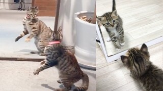 Cat Reaction to Cat in Mirror - Funny Cat Mirror Reaction Compilation