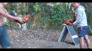 2022 WPC Stags we sold Last year.