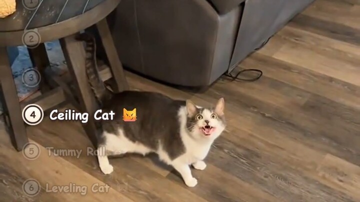 Cats Being UNHINGED: Leveling, Ceiling & Biscuit Heist Cats That Broke The Internet