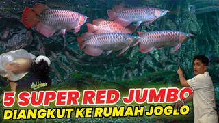 5 ARWANA SUPER RED DIBUNGKUS KELUAR AVIARY..!!