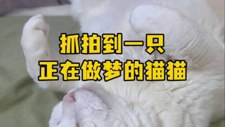 Caught on camera: a cat dreaming!