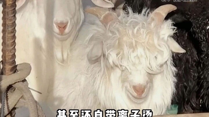 Si Kambing Gembira ternyata adalah idaman di kandang domba