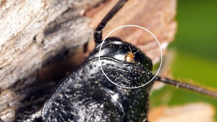 生活在蟑螂身上的虫子，竟然能让蟑螂活得更久！