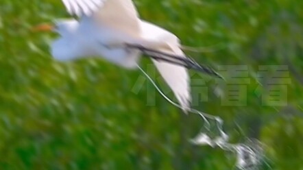 ในที่สุดก็เข้าใจแล้วว่าทำไมเมฆมงคลข้างหงส์เซียนถึงมีรูปร่างแบบนี้