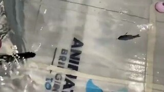 เหยื่อปลารูปแบบสมจริงที่สุดเท่าที่เคยเห็น พอลงน้ำก็ว่ายไปว่ายมาเหมือนปลาตัวเล็กๆ