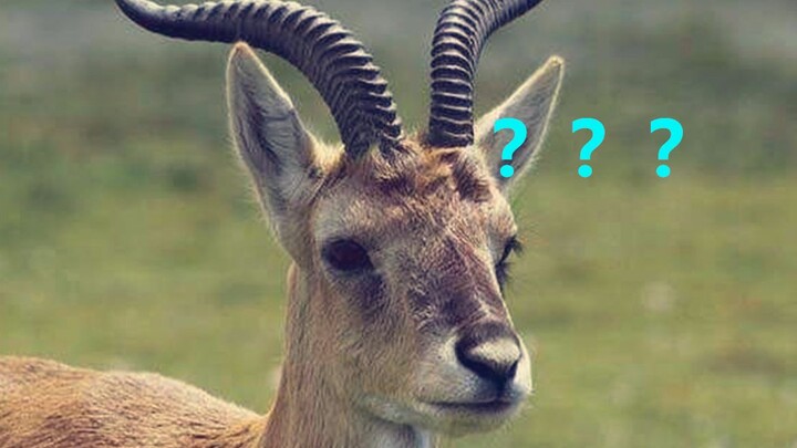 Classic Iconic Scene: Protecting the Tibetan Antelope