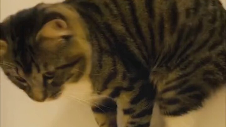 سلسلة الحيوانات الأليفة اللطيفة | الجزء 1