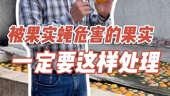 Fruits infested by fruit flies must be handled this way.