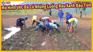 Mô Hình VAC Đã Có Những Luống Rau Xanh Đầu Tiên !