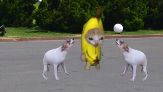 The kind banana cat feeds a stray dog with freshly bought grilled sausage