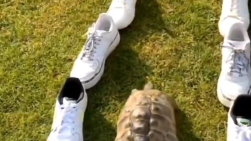 Among ten thousand shoes, I'll take your black one first.