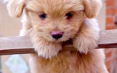 Anjing kuning kecil yang suka manja
