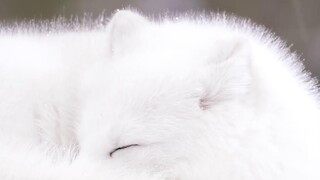 [Arctic Fox] Tolong panggil aku peri salju yang cantik