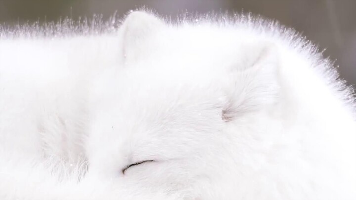 【北极狐】请叫我盛世美颜的雪原精灵