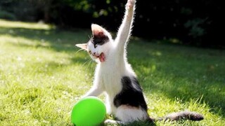 Funniest Cats 😹 - อย่าพยายามกลั้นเสียงหัวเราะ 😂 - Funny Cats Life