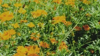 ENHYPEN ORANGE FLOWER MV