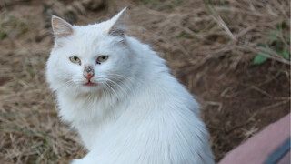 Cat De Academy's fifth round of encirclement and suppression of lion cats
