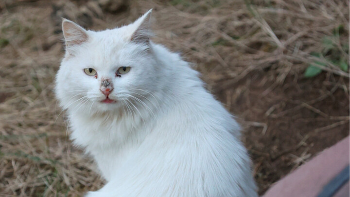 Cat De Academy's fifth round of encirclement and suppression of lion cats