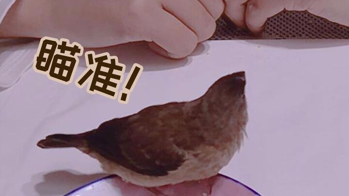 [Bird Rearing] Day 28: A Facehugger Disguised as a Bird ᥫ_थ