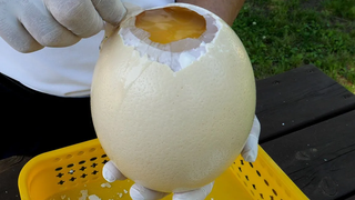 ไข่นกกระจอกเทศทอด - อาหารข้างทางเกาหลี