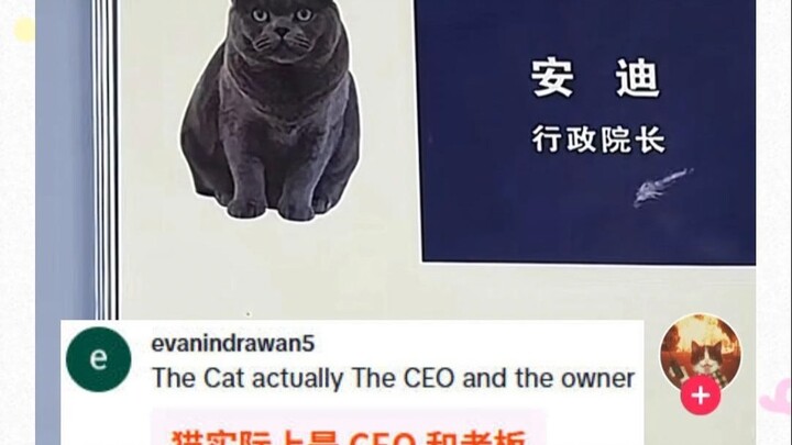 China’s “cat dean” has gone viral overseas 🐱—netizens are joking, “I’d better start drafting a resum
