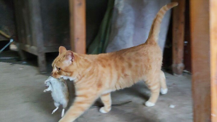 This is a serious Chinese pastoral cat! Give us a big orange face