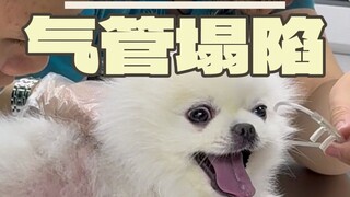 A Pomeranian suffering from cardiac arrest—watch how I manage to save it!