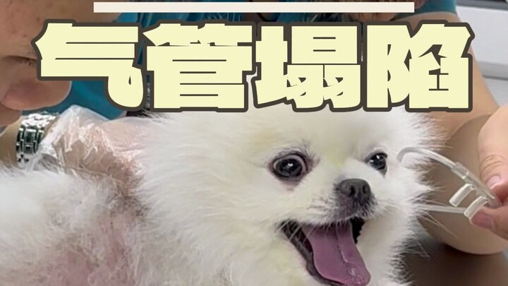 Anjing Pomeranian yang mengalami henti jantung, lihat bagaimana saya menyelamatkannya!