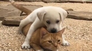 Funny And Cute Cats Videos Compilation